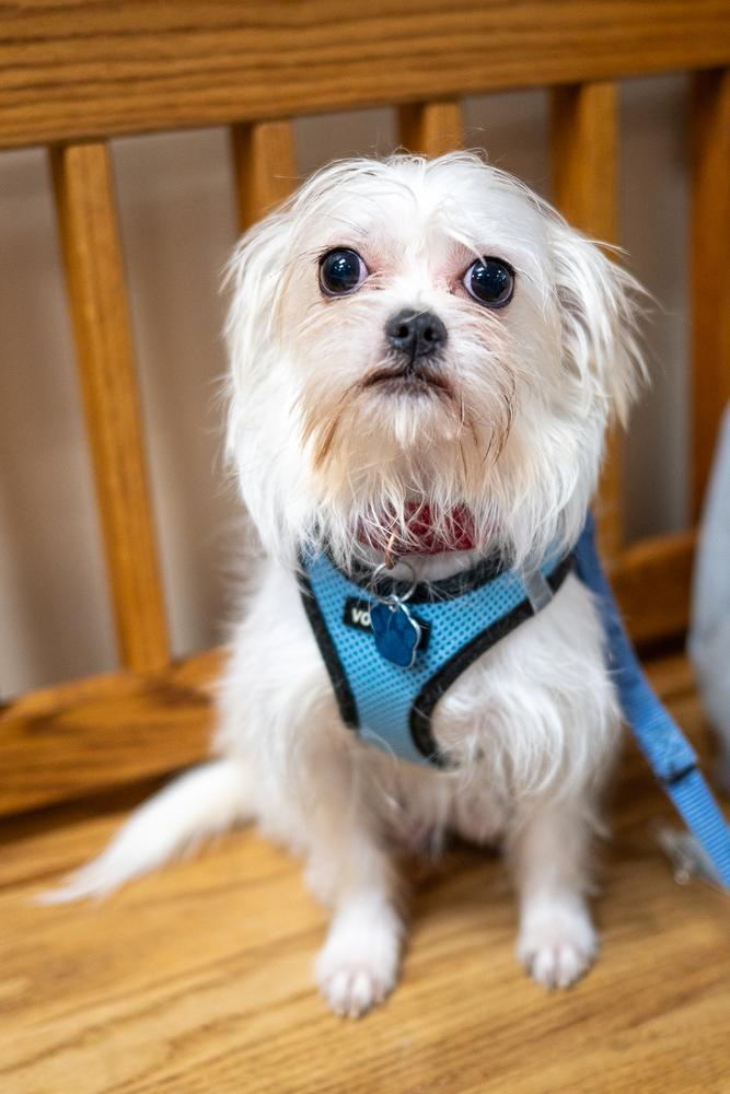 Enlarge Gibson, a Adoptable mixed breed in Mundelein, IL image 6/6