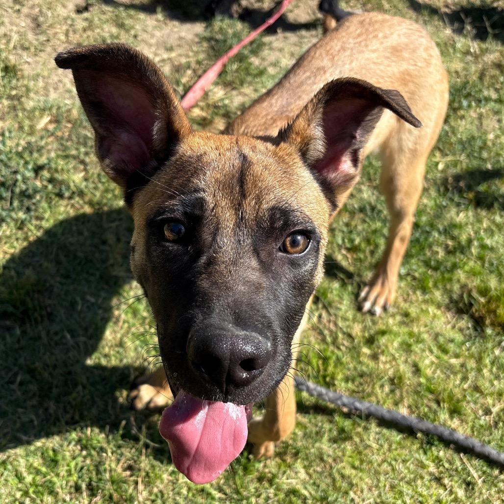 Enlarge Harry, a Adoptable mixed breed in San Jacinto, CA image 1/6