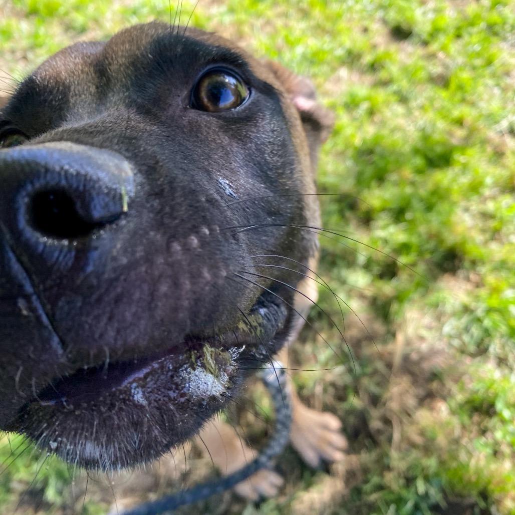 Harry, Adoptable, Young Male Boxer & German Shepherd Dog.