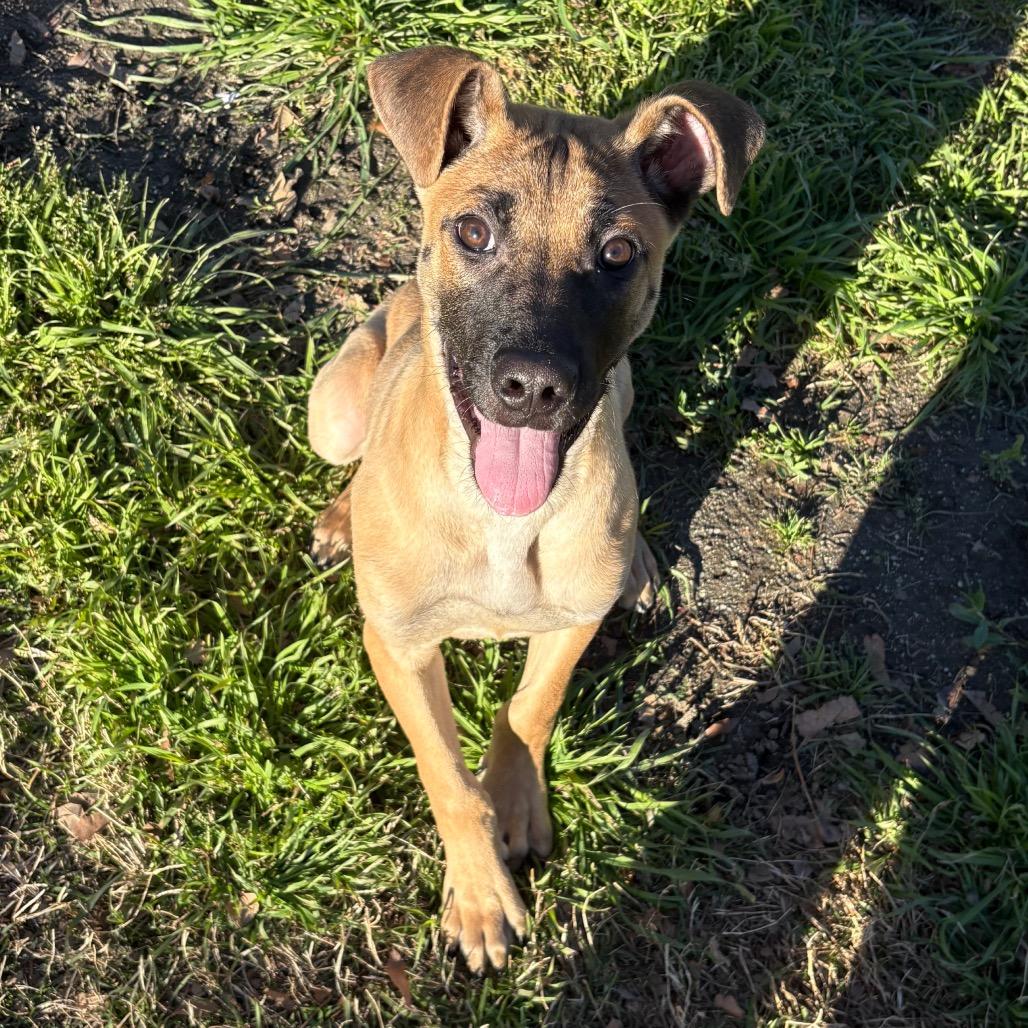 Harry, Adoptable, Young Male Boxer & German Shepherd Dog.