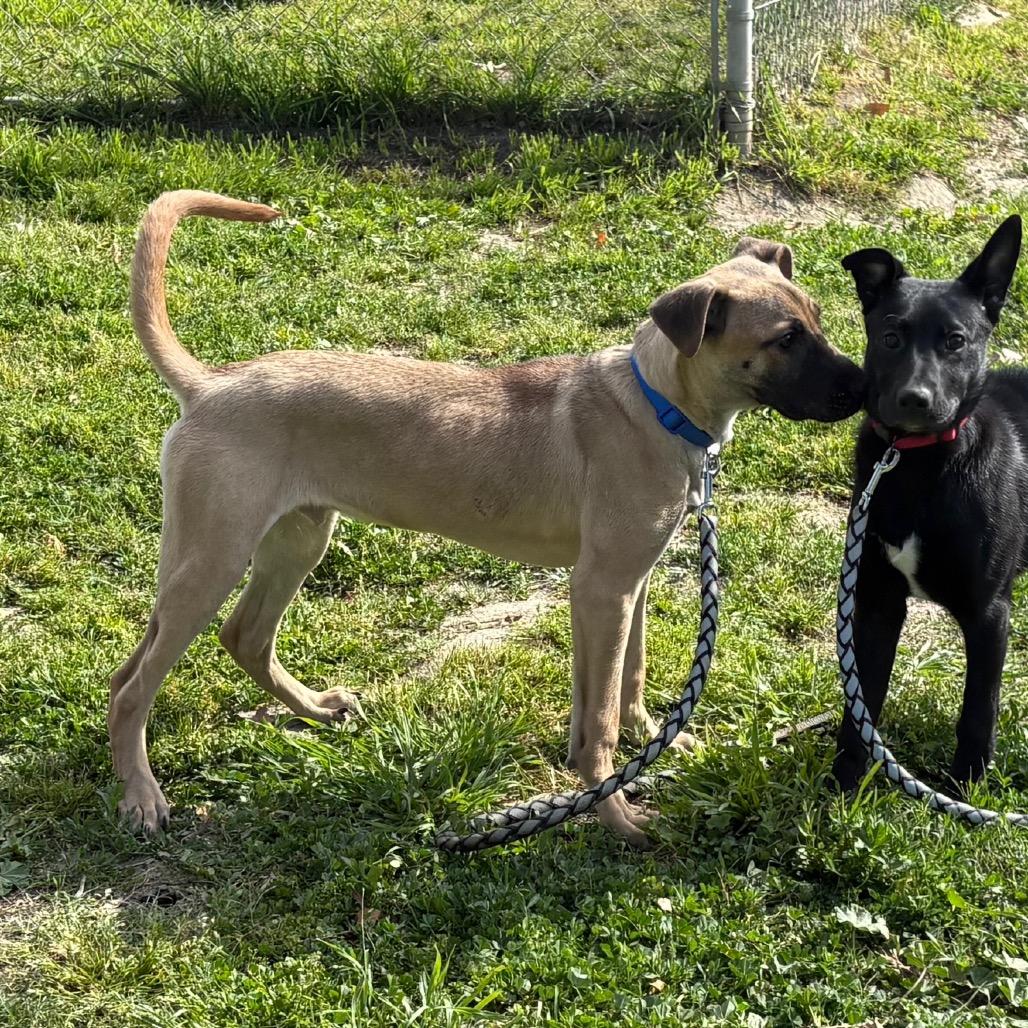 Harry, a Adoptable mixed breed in San Jacinto, CA image 2/6