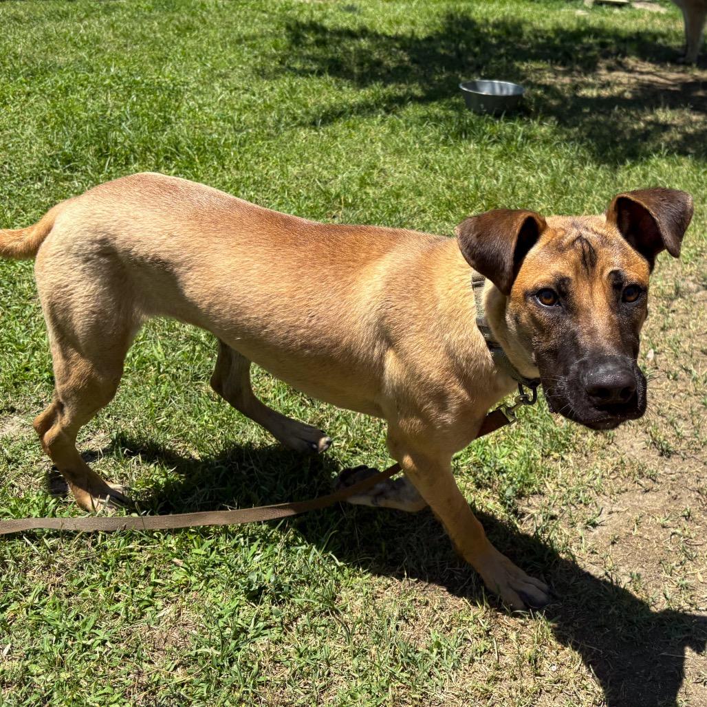 Harry, a Adoptable mixed breed in San Jacinto, CA image 4/6