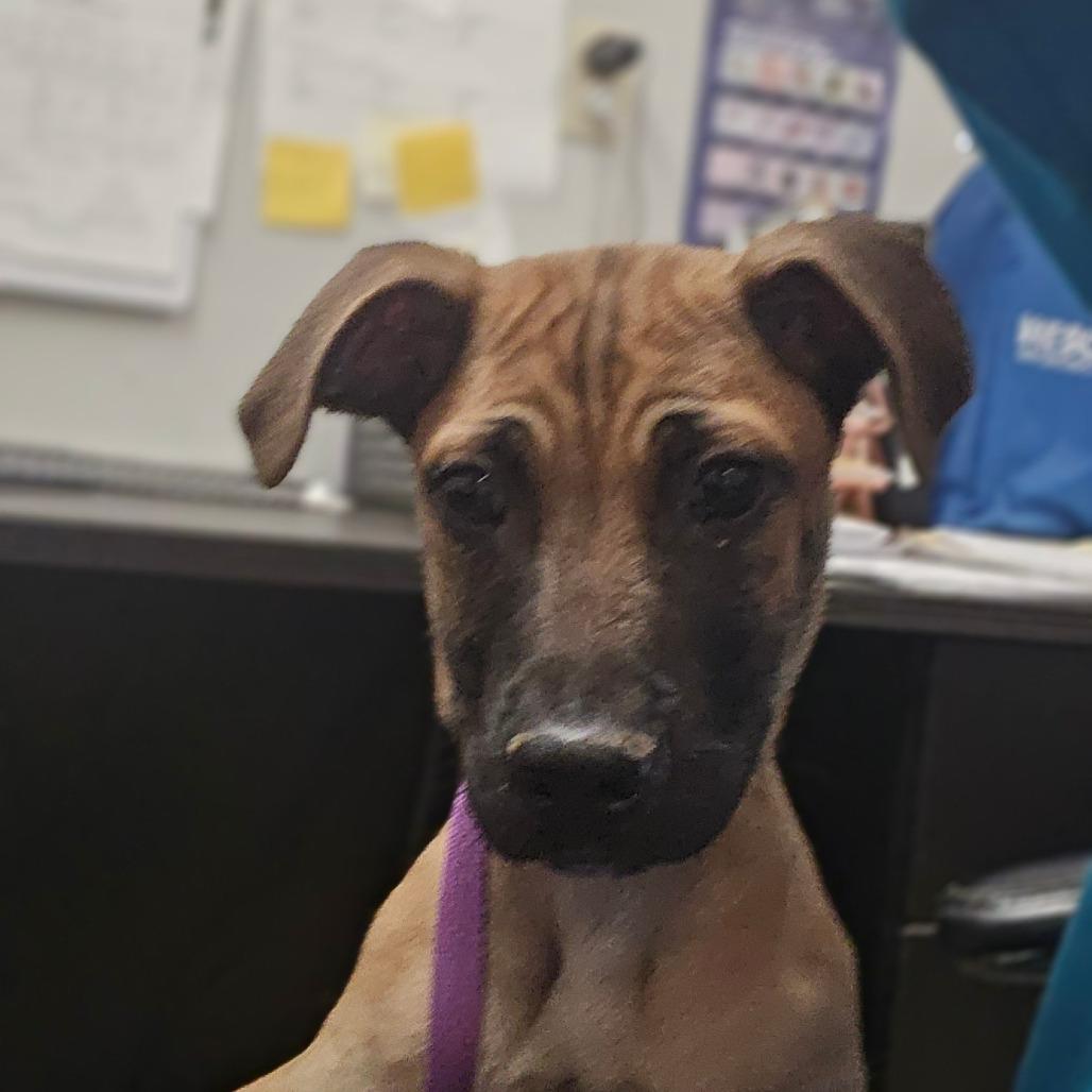 Enlarge Harry, a Adoptable mixed breed in San Jacinto, CA image 3/6