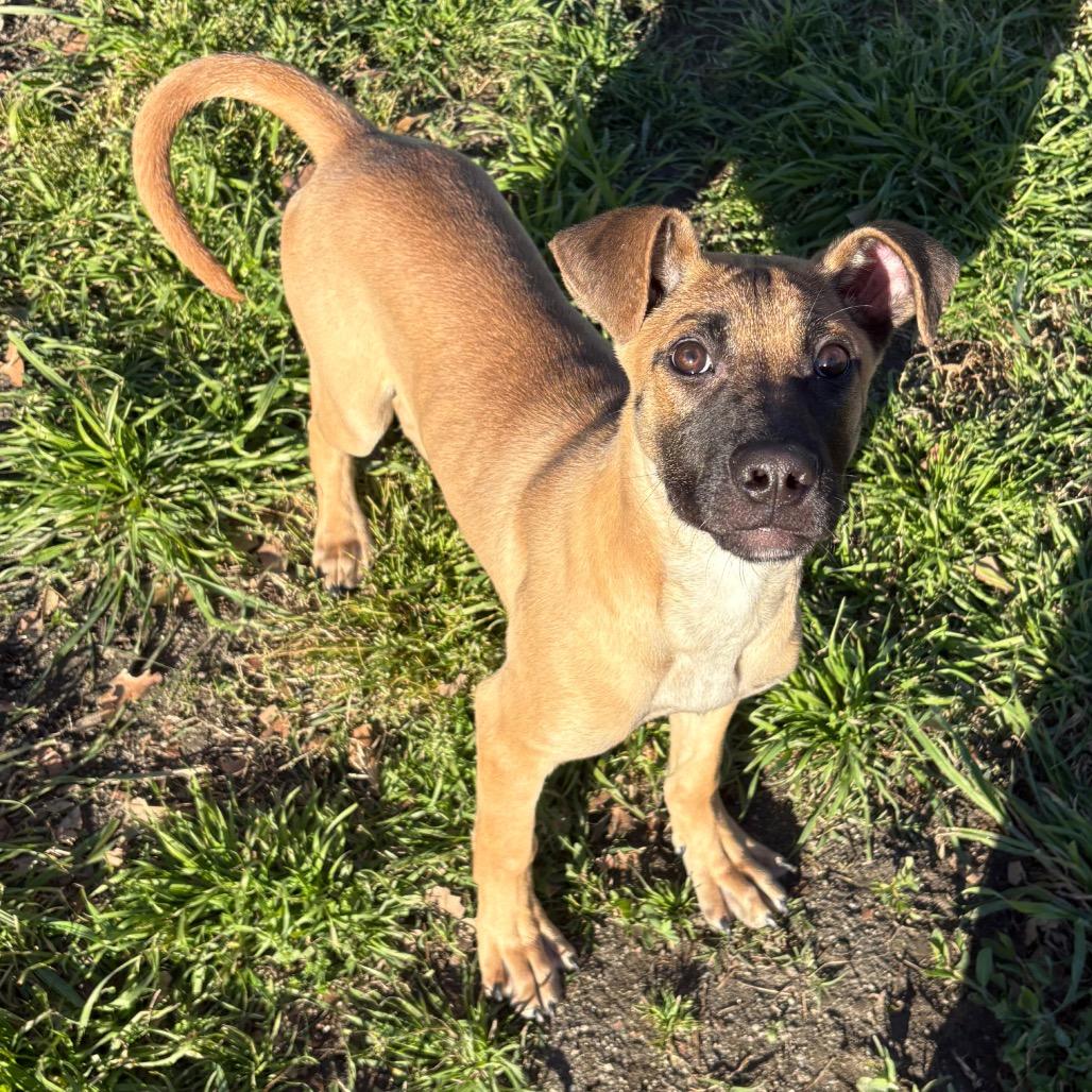 Enlarge Harry, a Adoptable mixed breed in San Jacinto, CA image 4/6