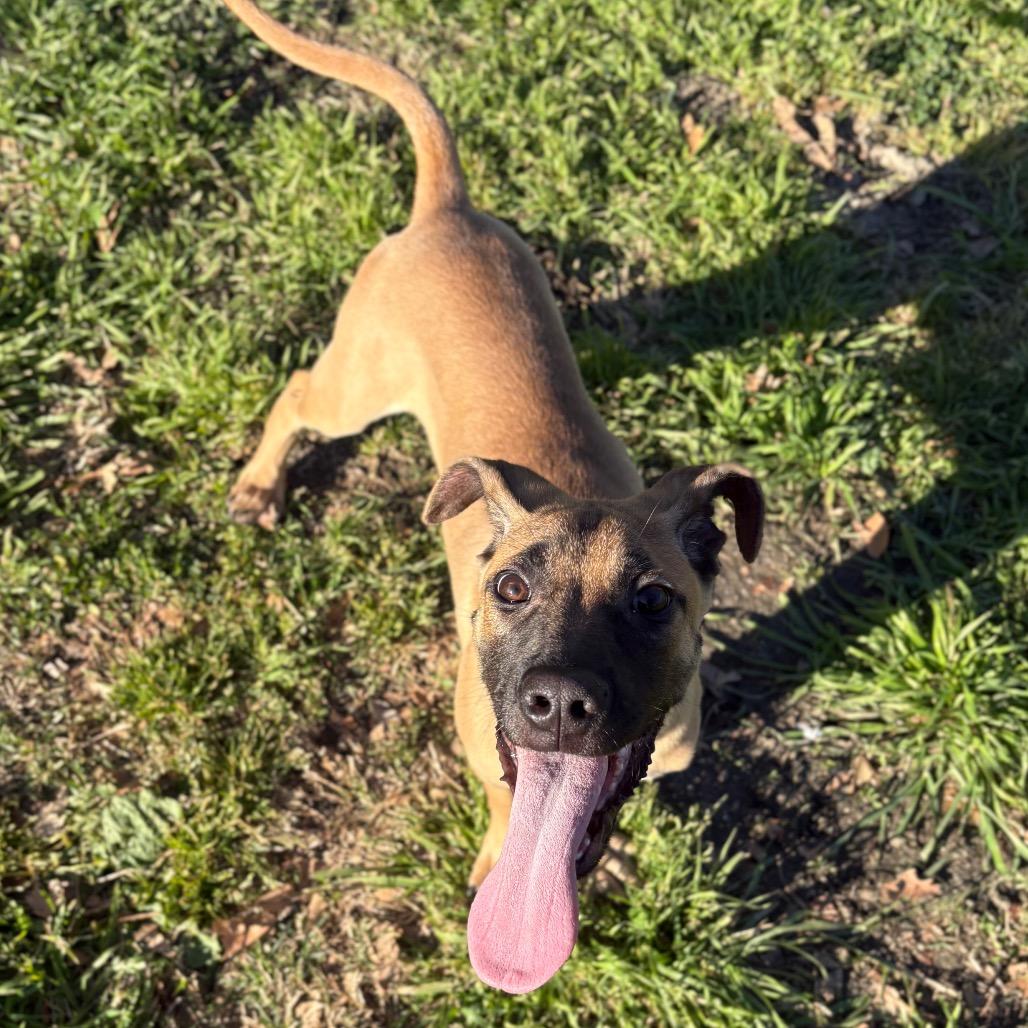 Enlarge Harry, a Adoptable mixed breed in San Jacinto, CA image 5/6