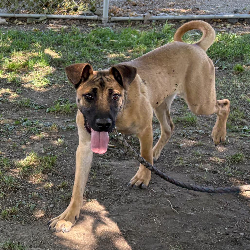 Enlarge Harry, a Adoptable mixed breed in San Jacinto, CA image 5/6
