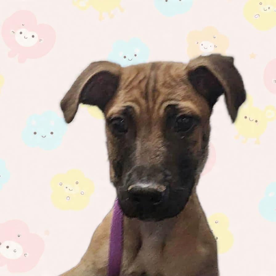 Enlarge Harry, a Adoptable mixed breed in San Jacinto, CA image 6/6