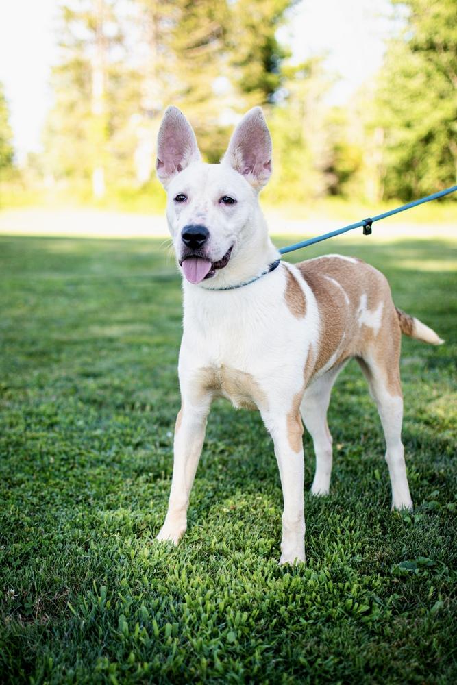 Enlarge Hula, a Adoptable mixed breed in Frankfort, NY image 1/4