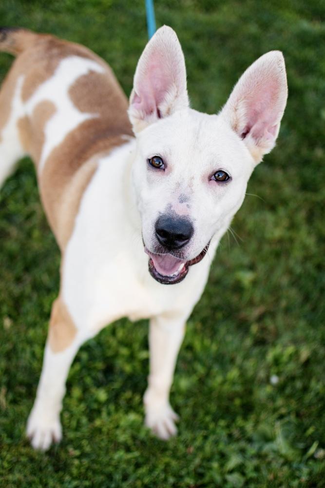 Enlarge Hula, a Adoptable mixed breed in Frankfort, NY image 2/4