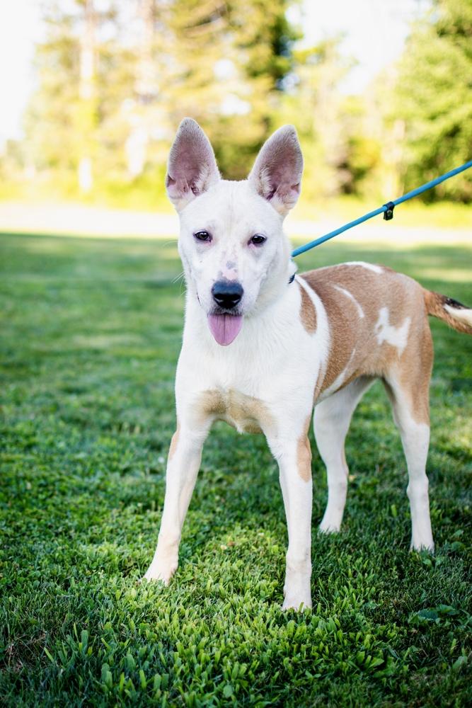 Enlarge Hula, a Adoptable mixed breed in Frankfort, NY image 3/4