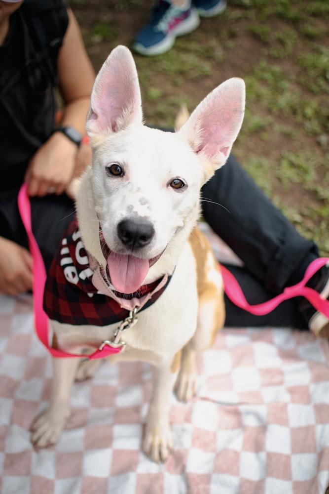 Enlarge Hula, a Adoptable mixed breed in Frankfort, NY image 4/4