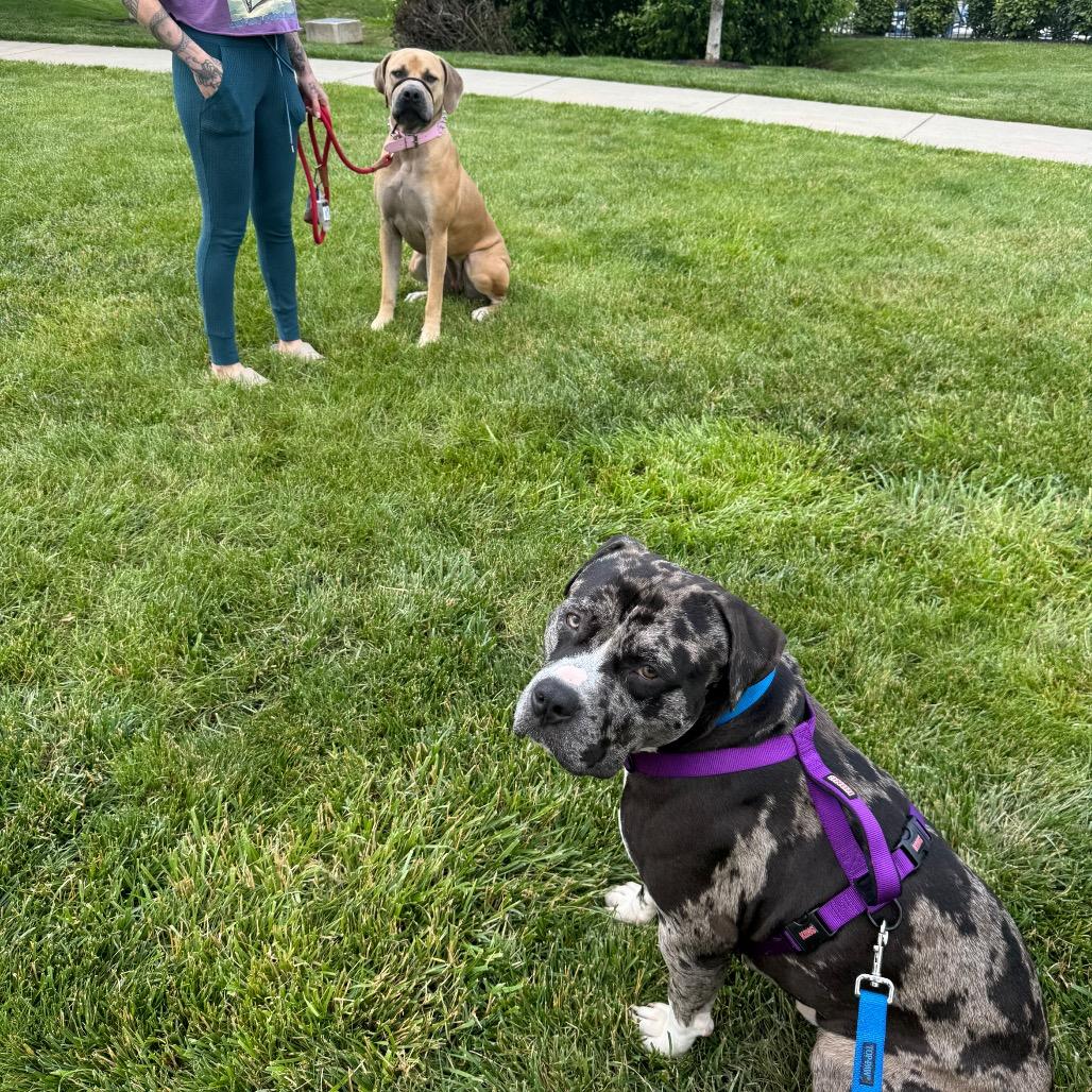 Koolaid AKA Mr. Ham Sandwich, Adoptable, Adult Male American Bulldog.