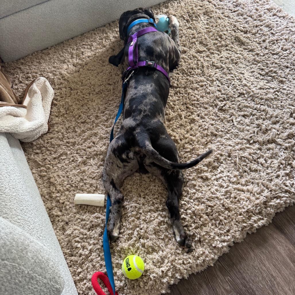 Enlarge Koolaid AKA Mr. Ham Sandwich, a Adoptable American Bulldog in Rockville, MD image 1/6