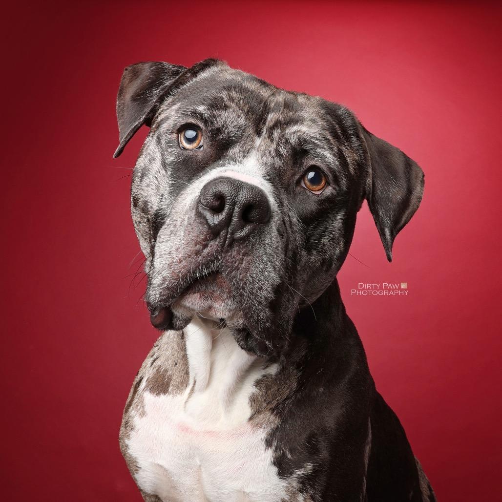 Enlarge Koolaid AKA Mr. Ham Sandwich, a Adoptable American Bulldog in Rockville, MD image 2/6