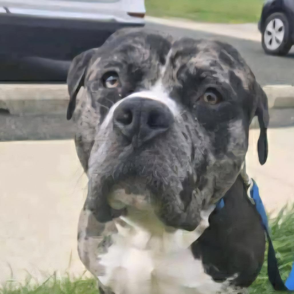 Enlarge Koolaid AKA Mr. Ham Sandwich, a Adoptable American Bulldog in Rockville, MD image 4/6