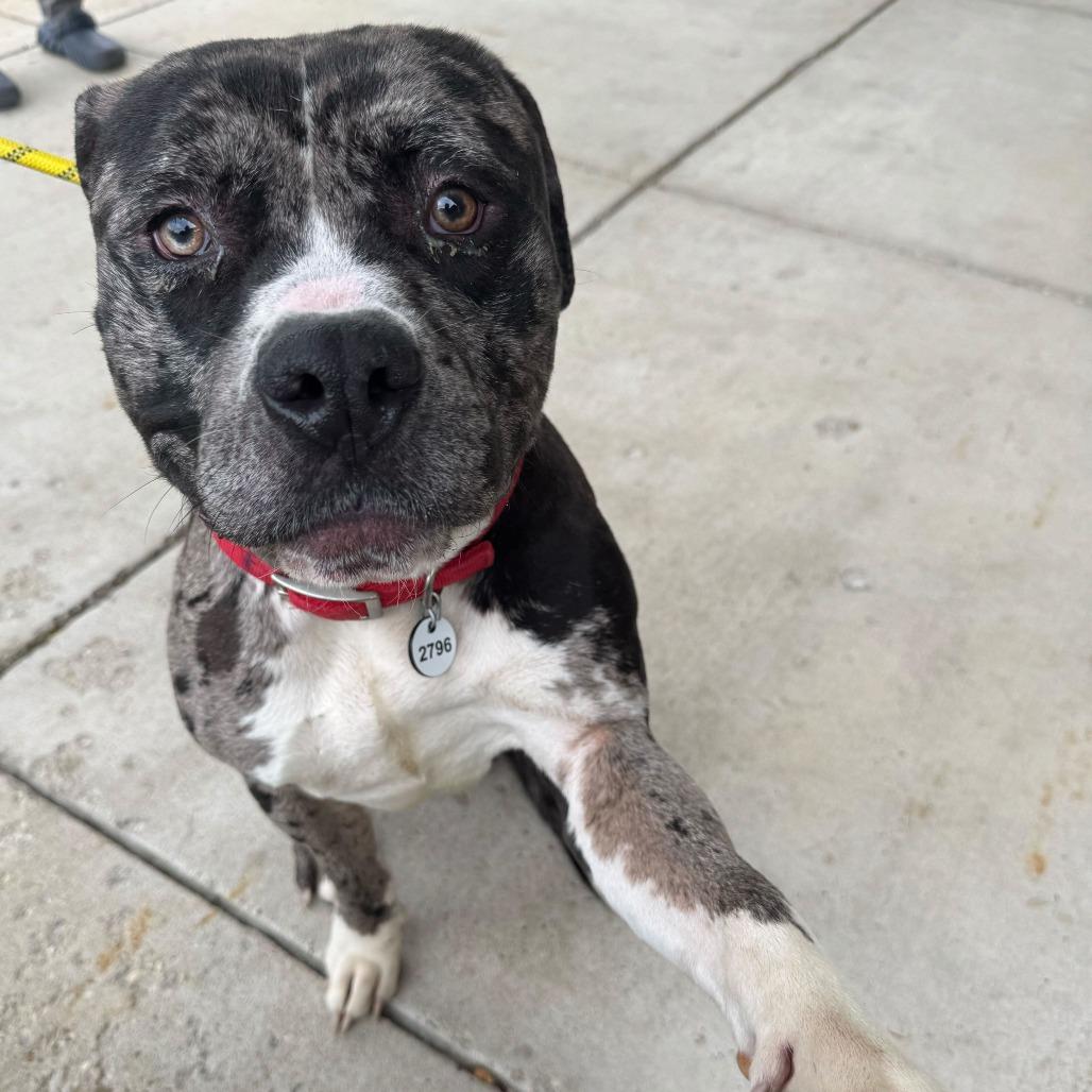 Enlarge Koolaid AKA Mr. Ham Sandwich, a Adoptable American Bulldog in Rockville, MD image 6/6