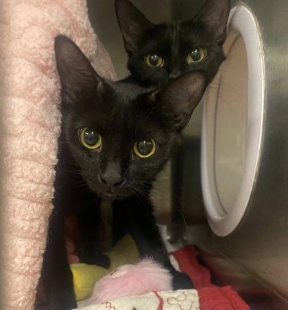 Elenore, Adoptable, Young Female Domestic Short Hair & Domestic Short Hair.