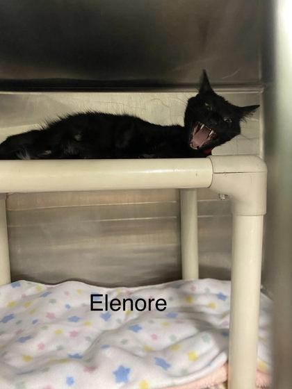 Elenore, a Adoptable mixed breed in Hobart, IN image 2/3