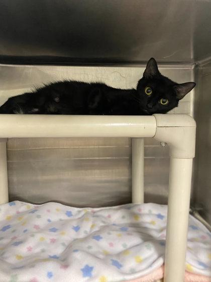 Elenore, a Adoptable mixed breed in Hobart, IN image 3/3