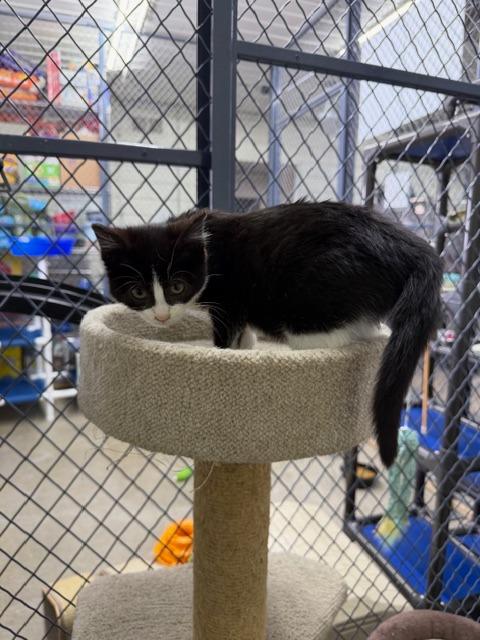 Enlarge Mimi, a Adoptable mixed breed in Lagrange, IN image 1/1