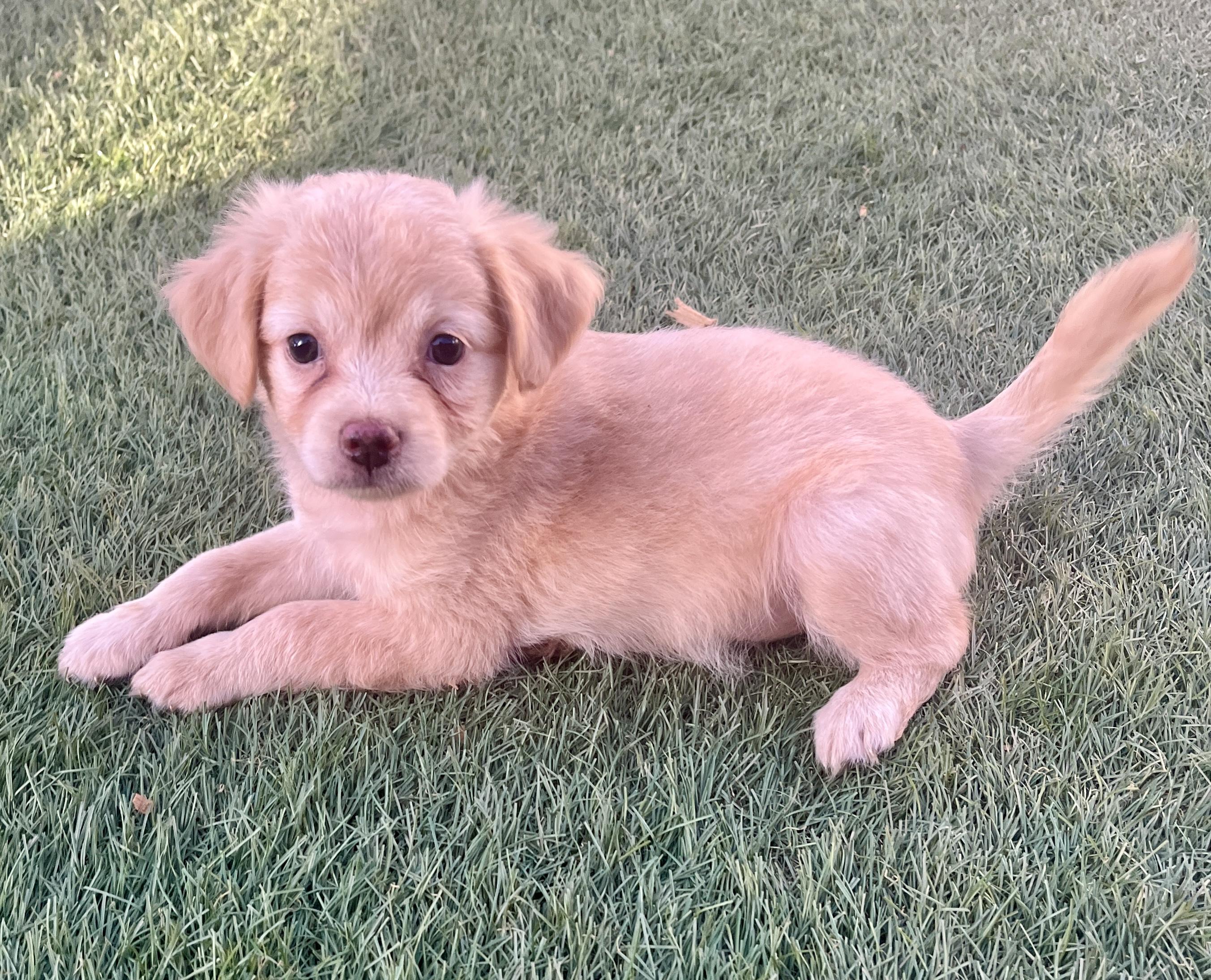 Drama, adopted, Puppy Female Terrier.
