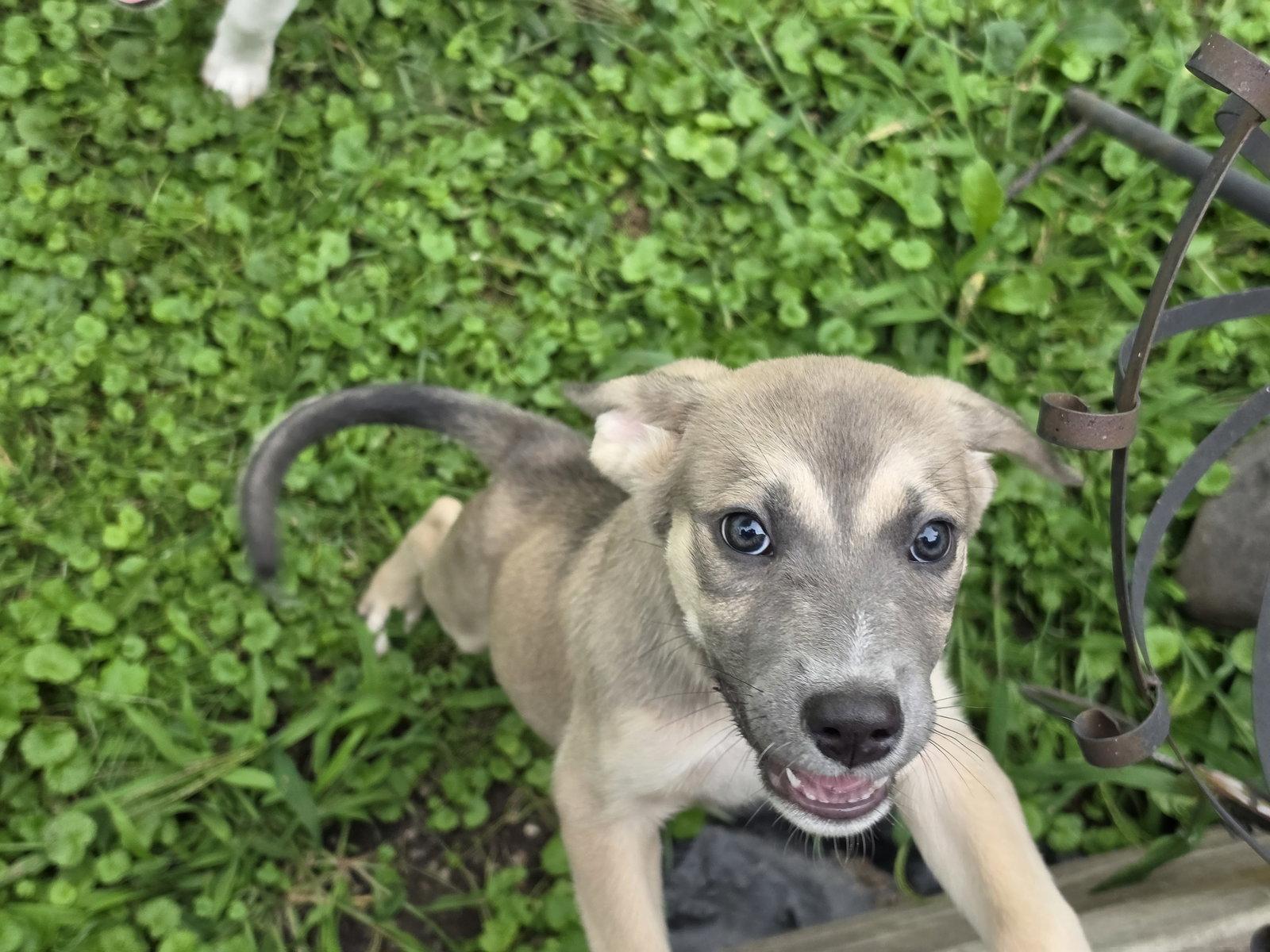 Enlarge Mona, a Adoptable mixed breed in Marine City, MI image 1/3