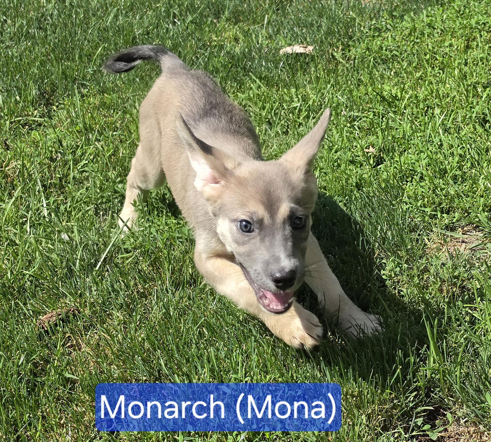 Enlarge Mona, a Adoptable mixed breed in Marine City, MI image 2/3