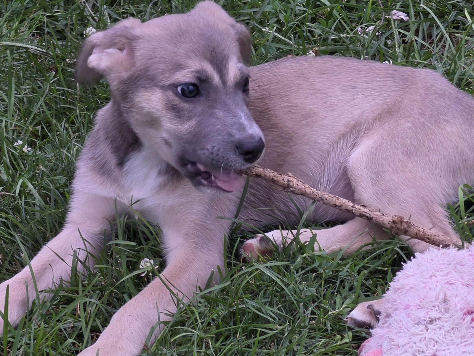 Enlarge Mona, a Adoptable mixed breed in Marine City, MI image 3/3