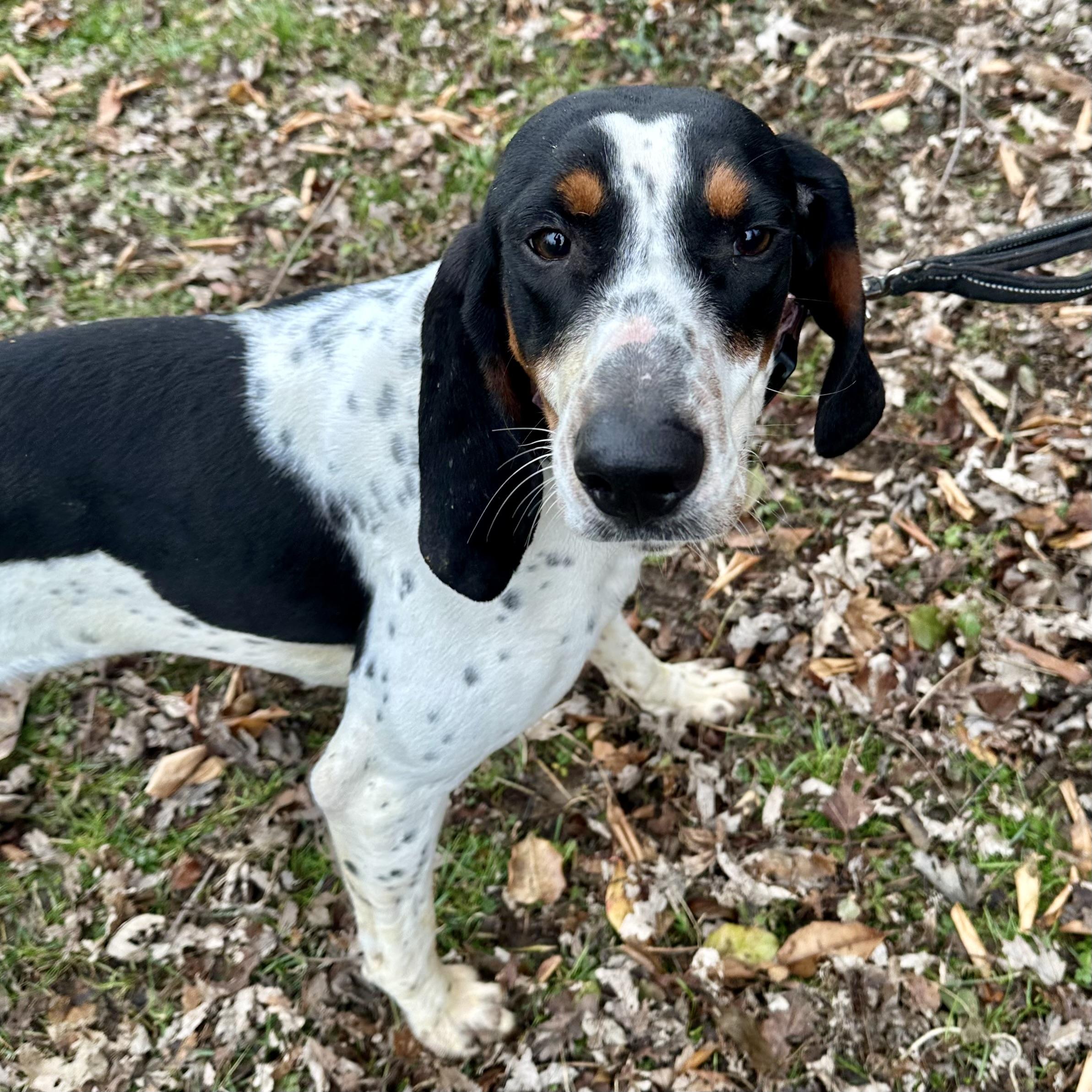 Elvira, ADOPTABLE, Young Female Bluetick Coonhound.