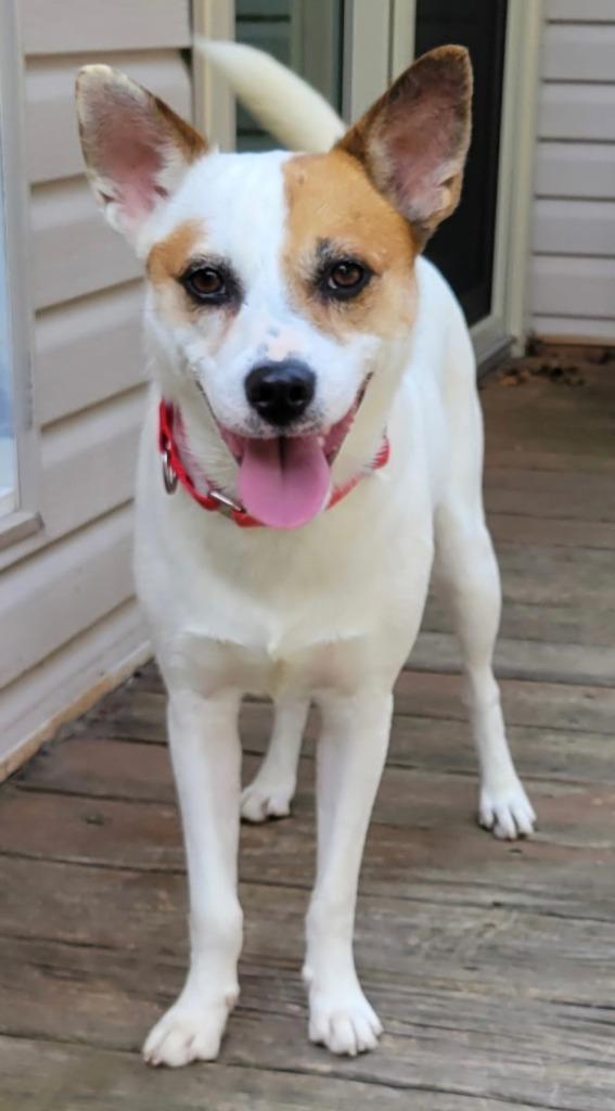 Picket, Adoptable, Young Male Jack Russell Terrier & Mixed Breed.