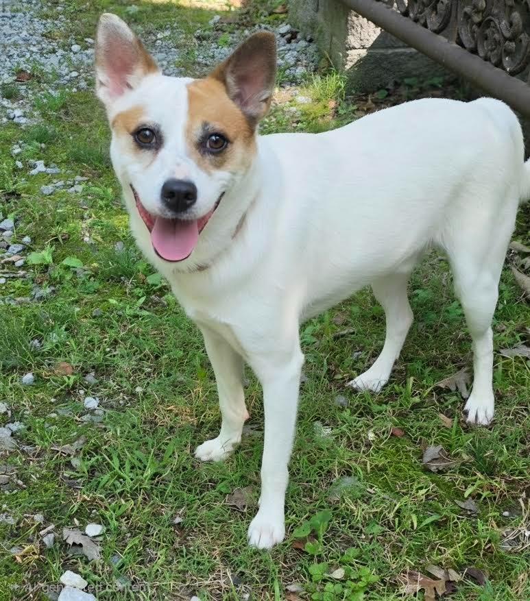 Enlarge Picket, a Adoptable mixed breed in Crossville, TN image 3/6