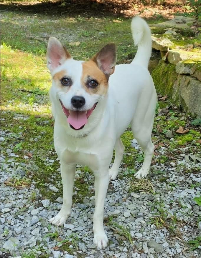 Enlarge Picket, a Adoptable mixed breed in Crossville, TN image 4/6