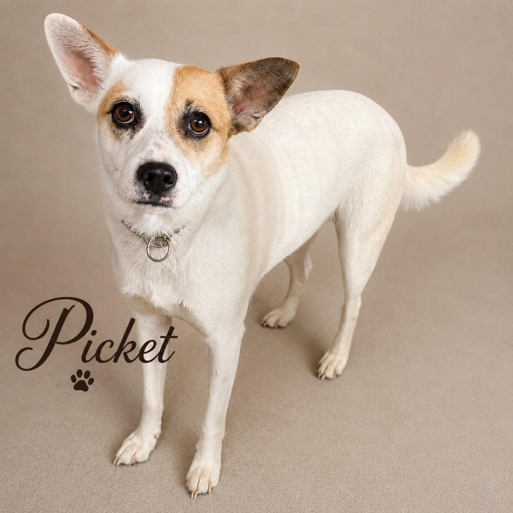 Enlarge Picket, a Adoptable mixed breed in Crossville, TN image 6/6