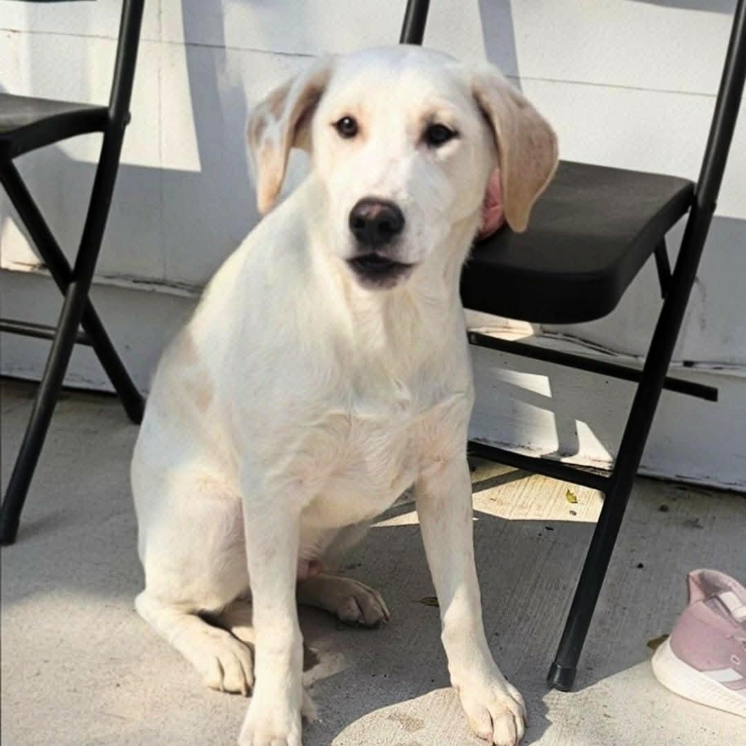 Toby — thumbnail 3