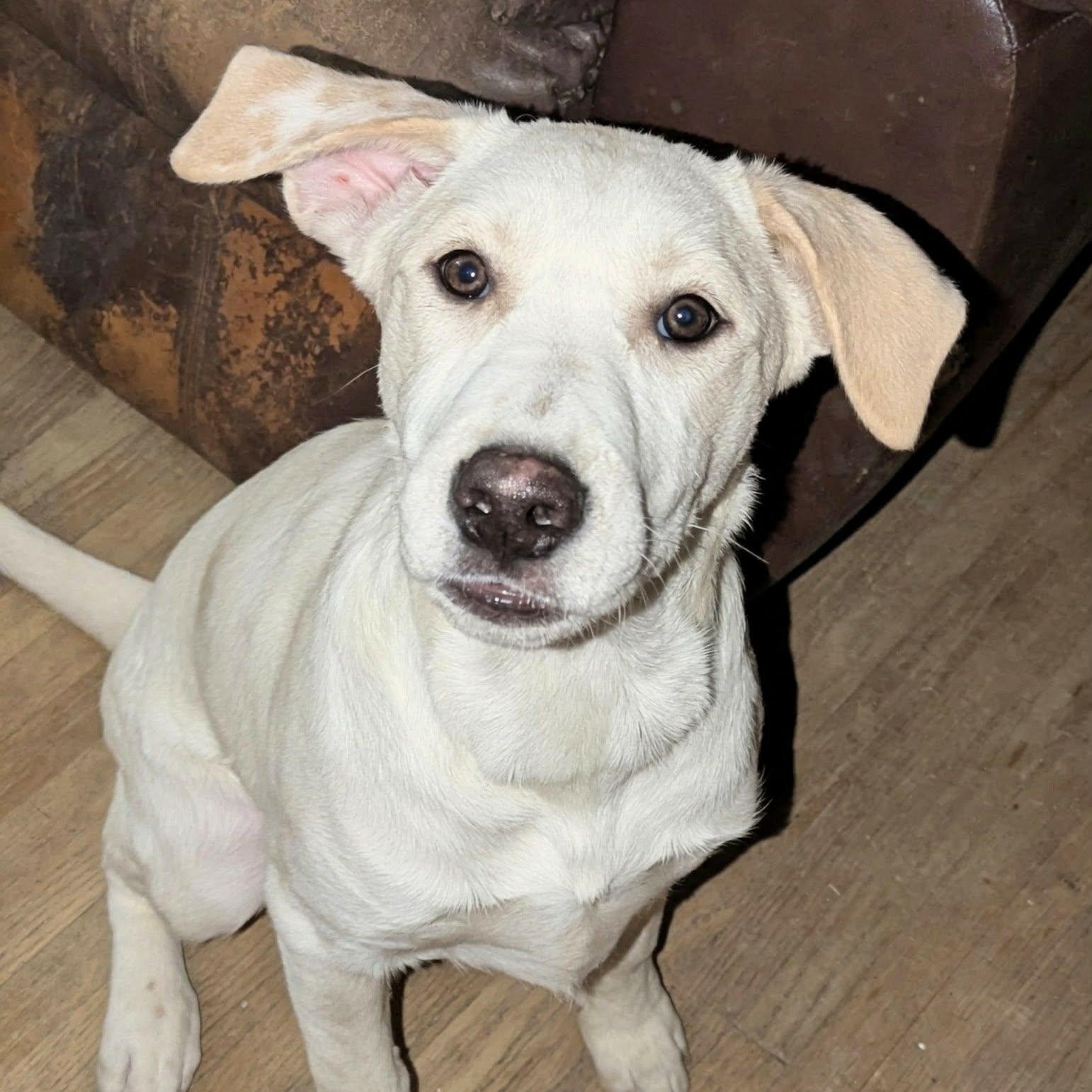 Toby — thumbnail 4