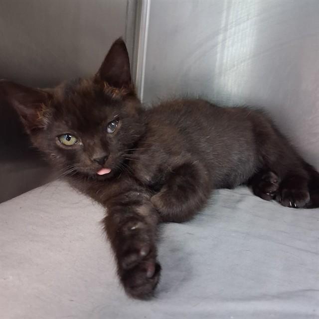 Enlarge STASH, a Adoptable Domestic Short Hair in Fort Walton Beach, FL image 1/1