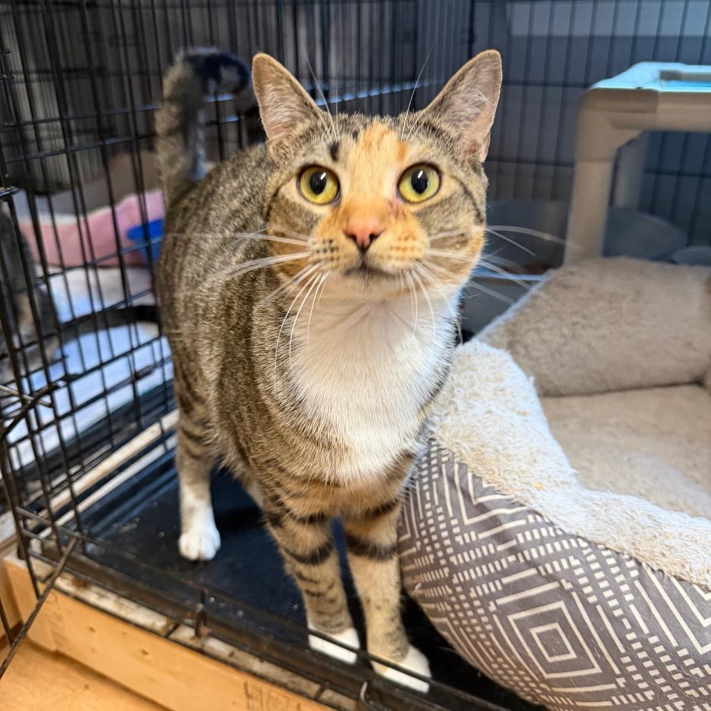 Yelena, Adoptable, Young Female Domestic Short Hair.
