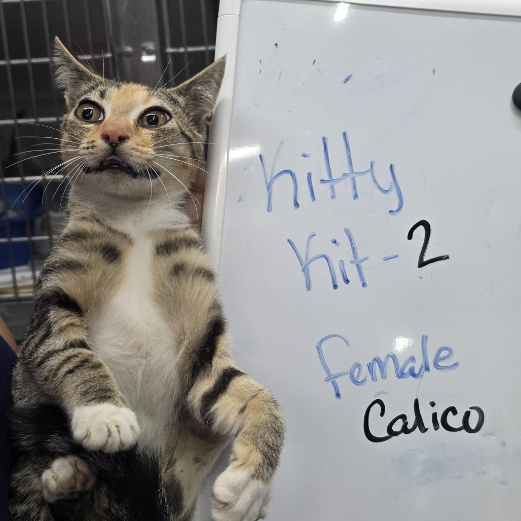 Yelena, Adoptable, Young Female Domestic Short Hair.