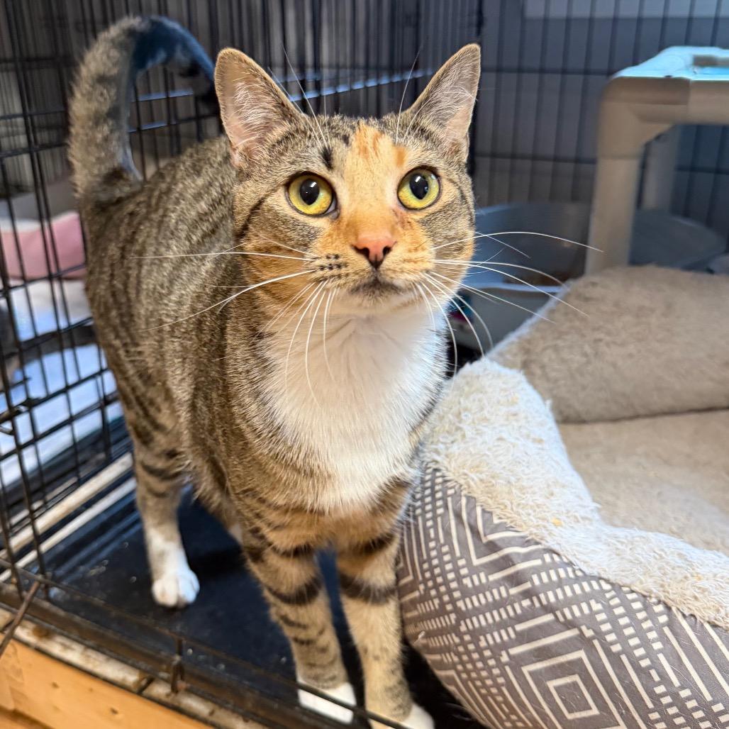 Enlarge Yelena, a Adoptable Domestic Short Hair in Wappingers Falls, NY image 2/2