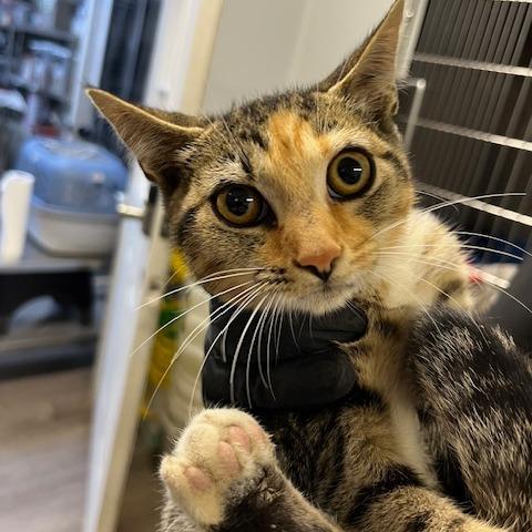 Enlarge Yelena, a Adoptable Domestic Short Hair in Wappingers Falls, NY image 2/2