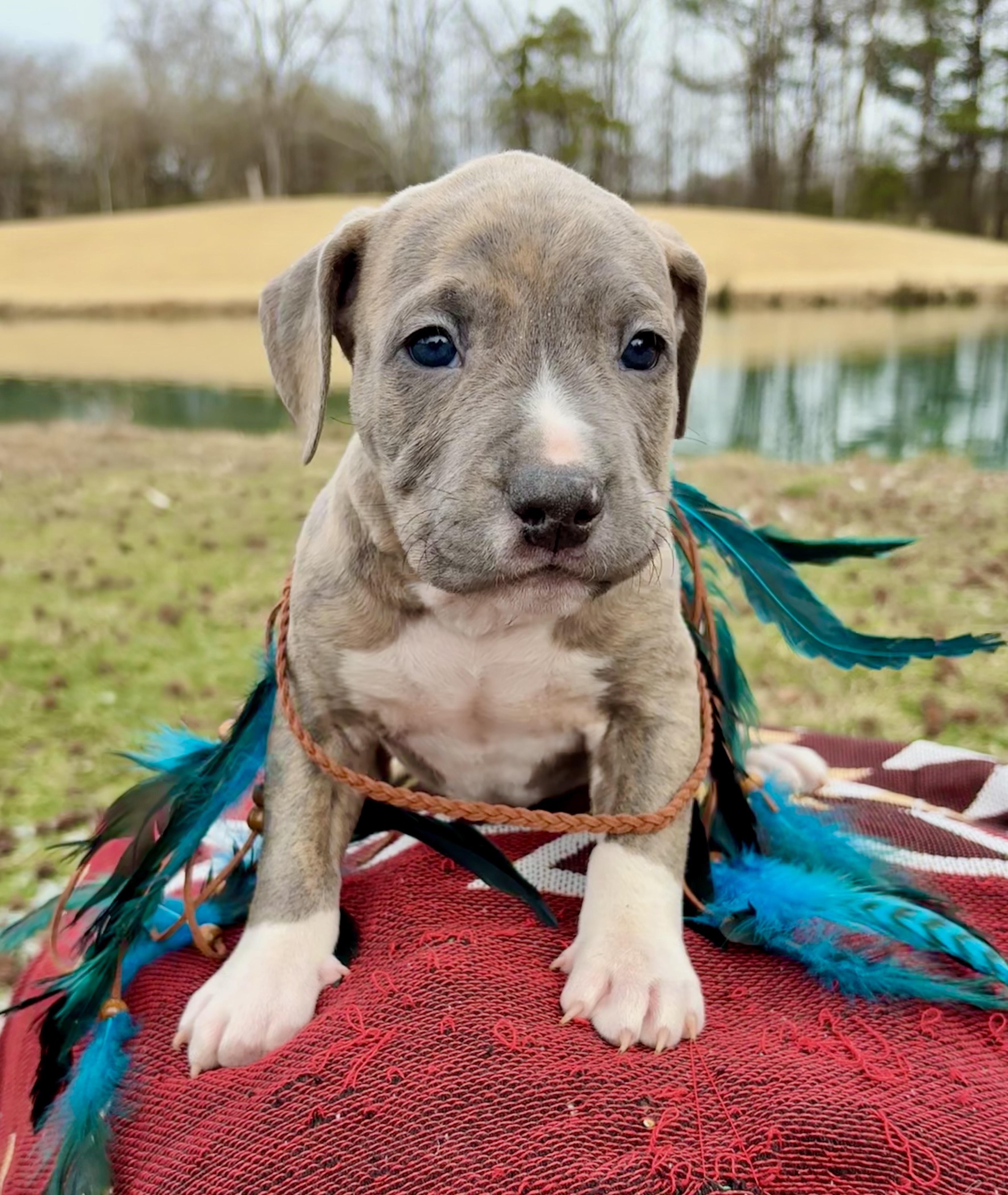 John Logan, an adopted mixed breed in Pittsboro, NC image 2/5