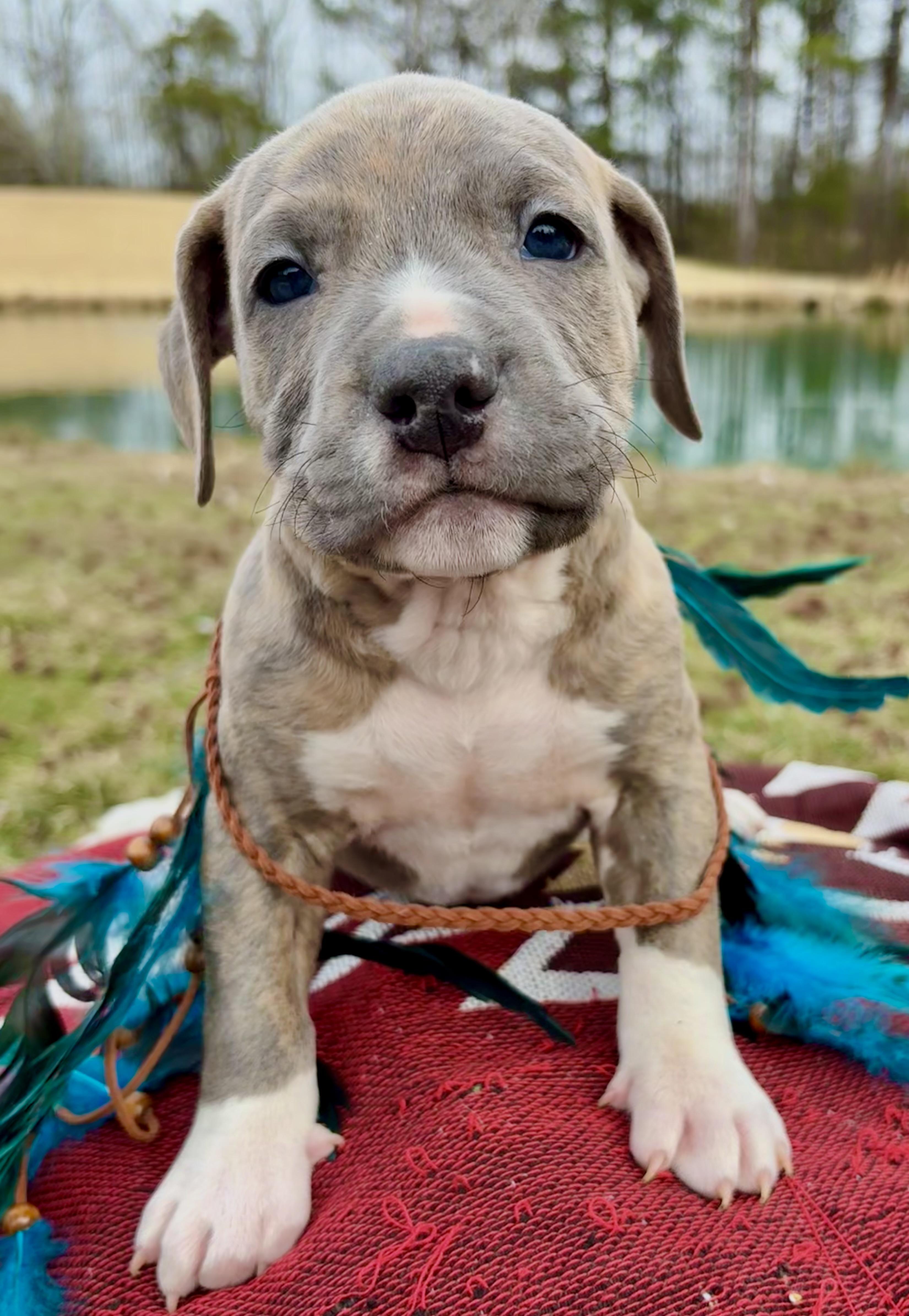 John Logan, an adopted mixed breed in Pittsboro, NC image 4/5