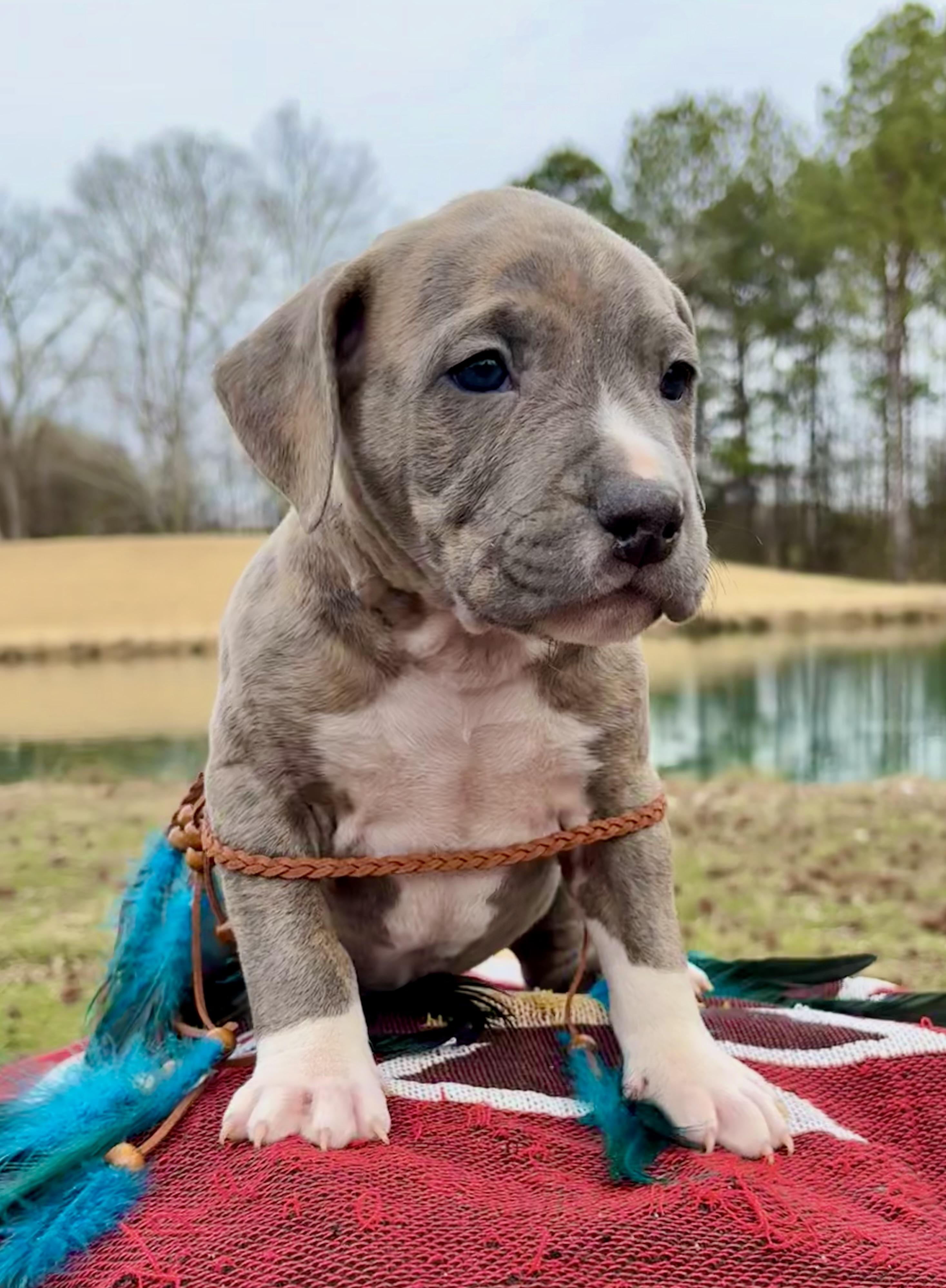 John Logan, an adopted mixed breed in Pittsboro, NC image 1/5