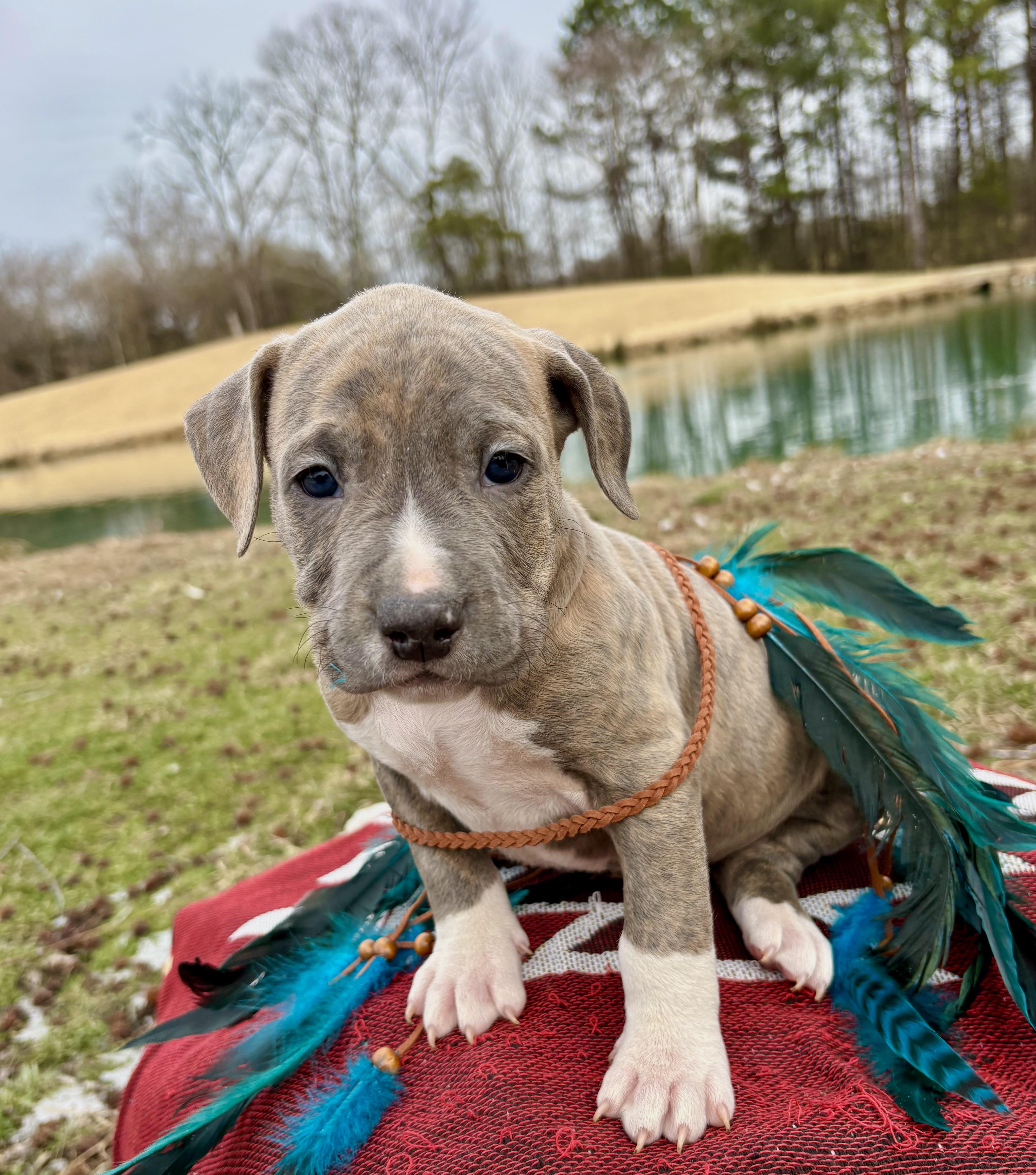 John Logan, an adopted mixed breed in Pittsboro, NC image 5/5