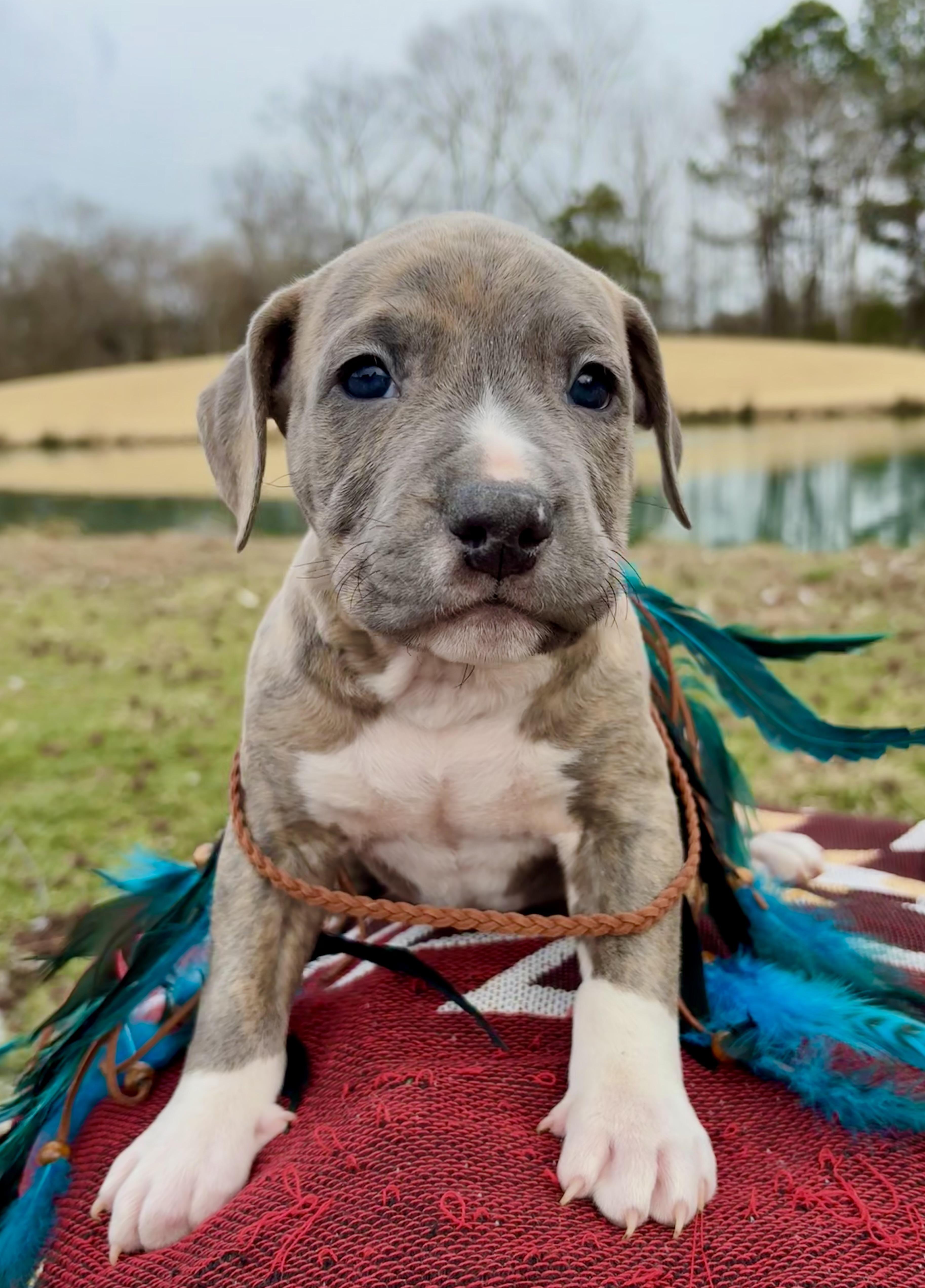 John Logan, an adopted mixed breed in Pittsboro, NC image 3/5