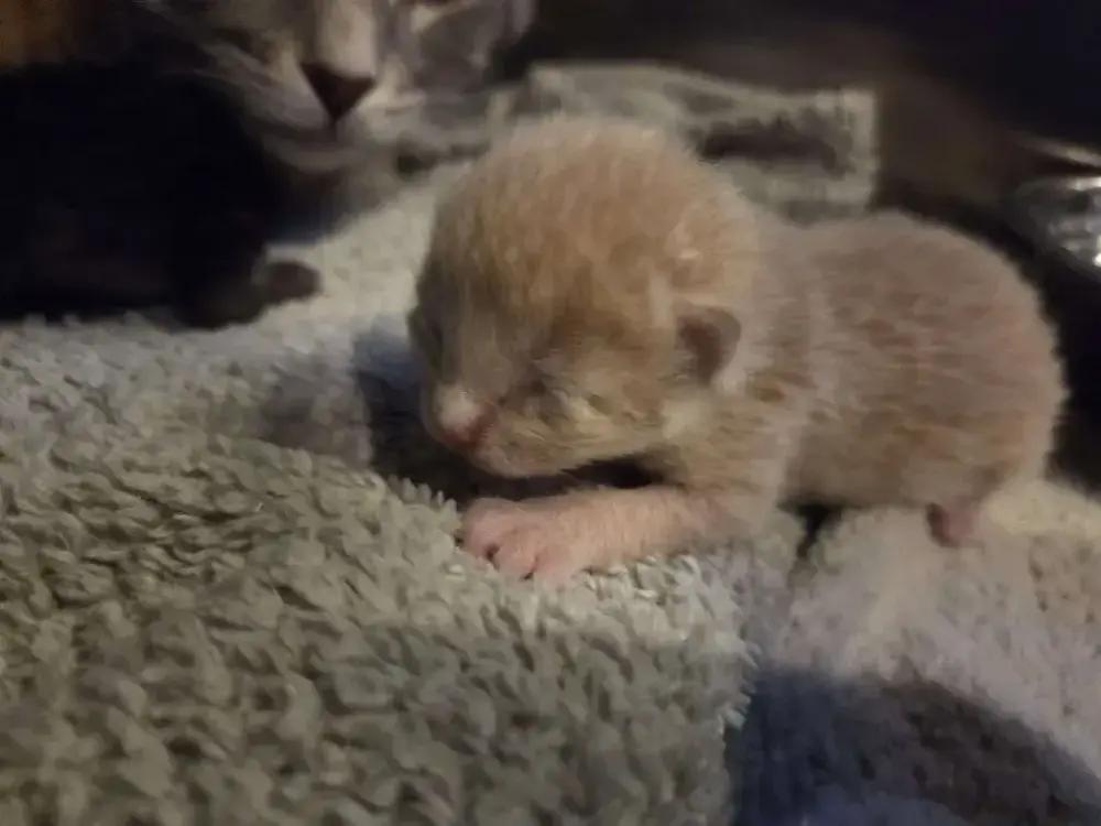 Halcyon, Adoptable, Kitten Male Domestic Short Hair.