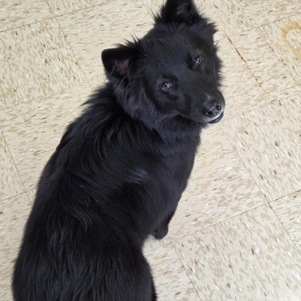 Enlarge Tipsy, a Adoptable mixed breed in Breese, IL image 1/4