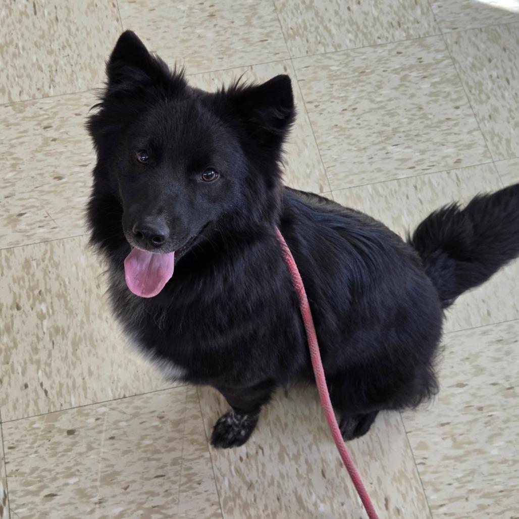 Enlarge Tipsy, a Adoptable mixed breed in Breese, IL image 2/4