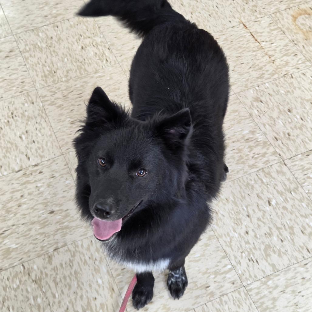 Enlarge Tipsy, a Adoptable mixed breed in Breese, IL image 3/4