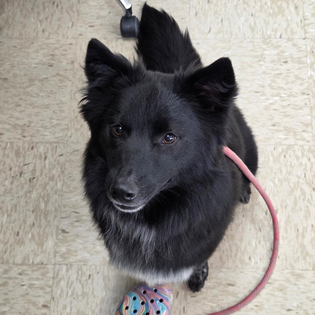 Enlarge Tipsy, a Adoptable mixed breed in Breese, IL image 4/4